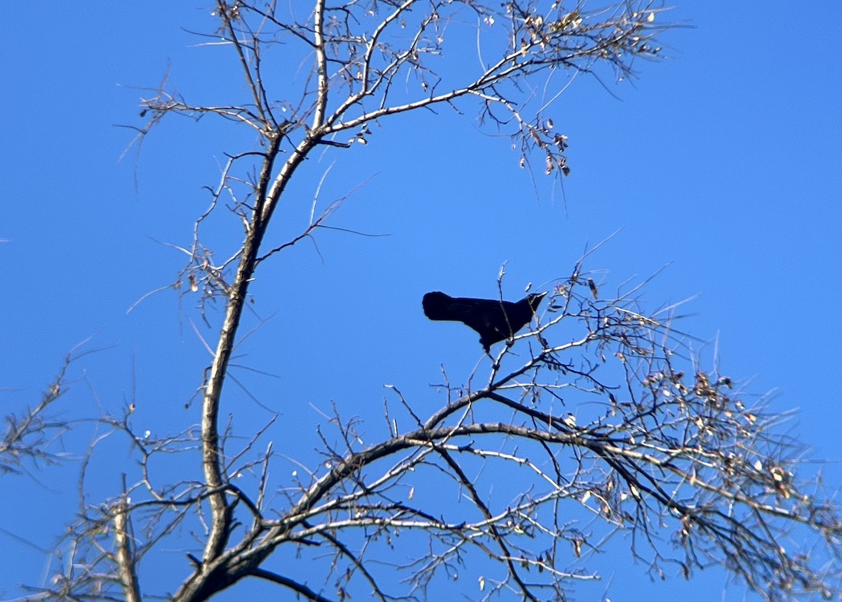 American Crow - ML646362635
