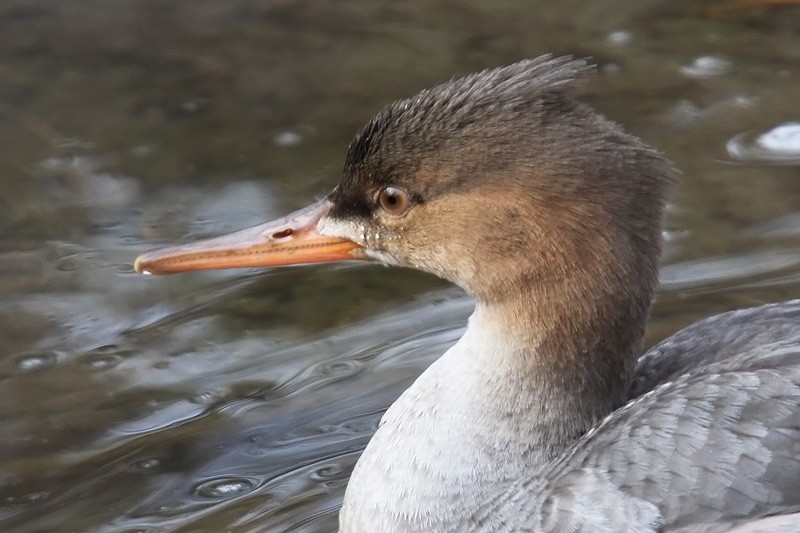 Red-breasted Merganser - ML646362636