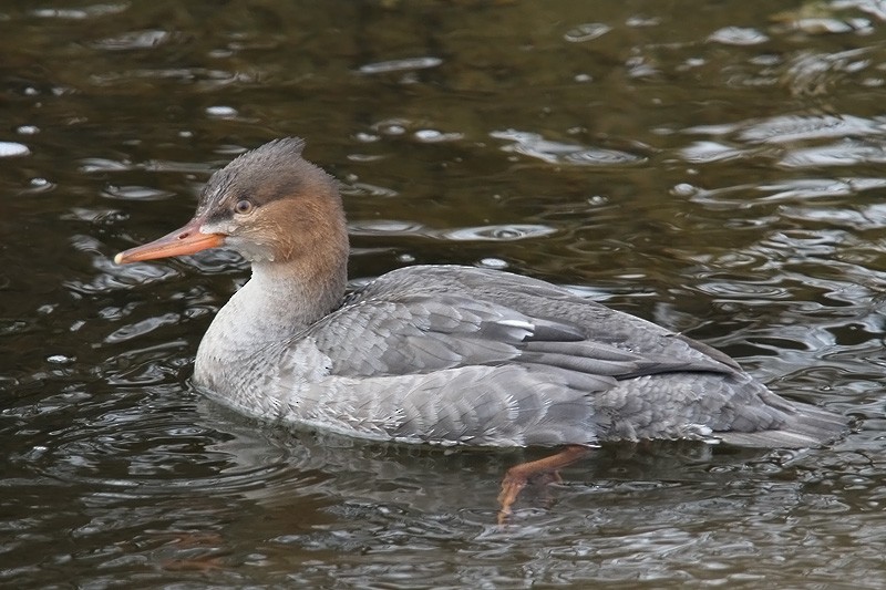 Red-breasted Merganser - ML646362638