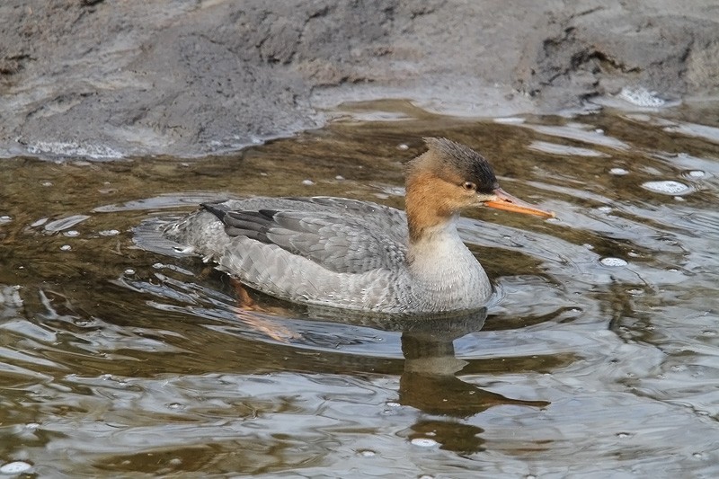 Red-breasted Merganser - ML646362639