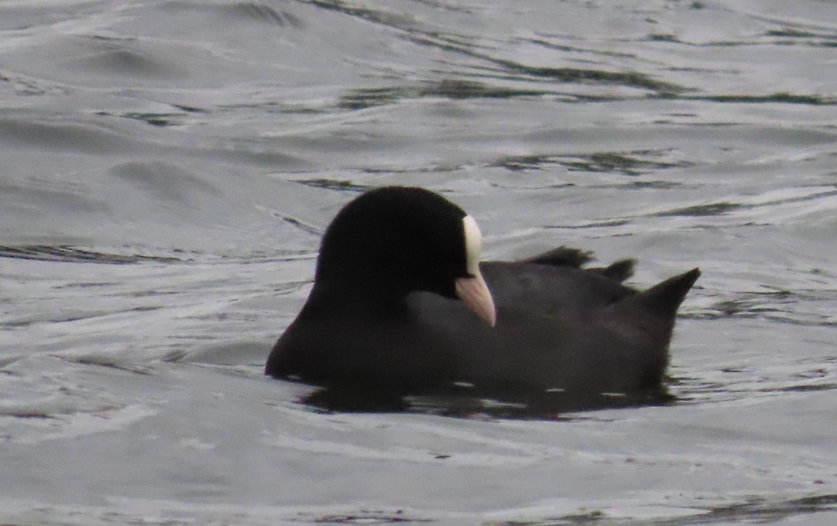 Eurasian Coot - ML646362640