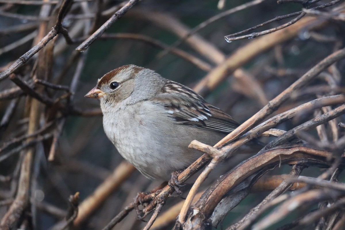 White-crowned Sparrow - ML646362641