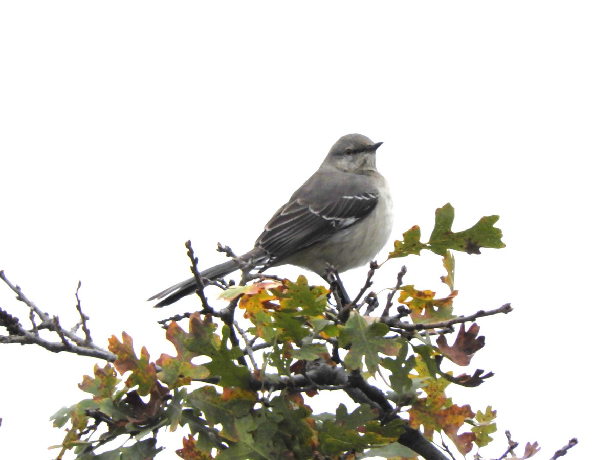 Northern Mockingbird - ML646362642