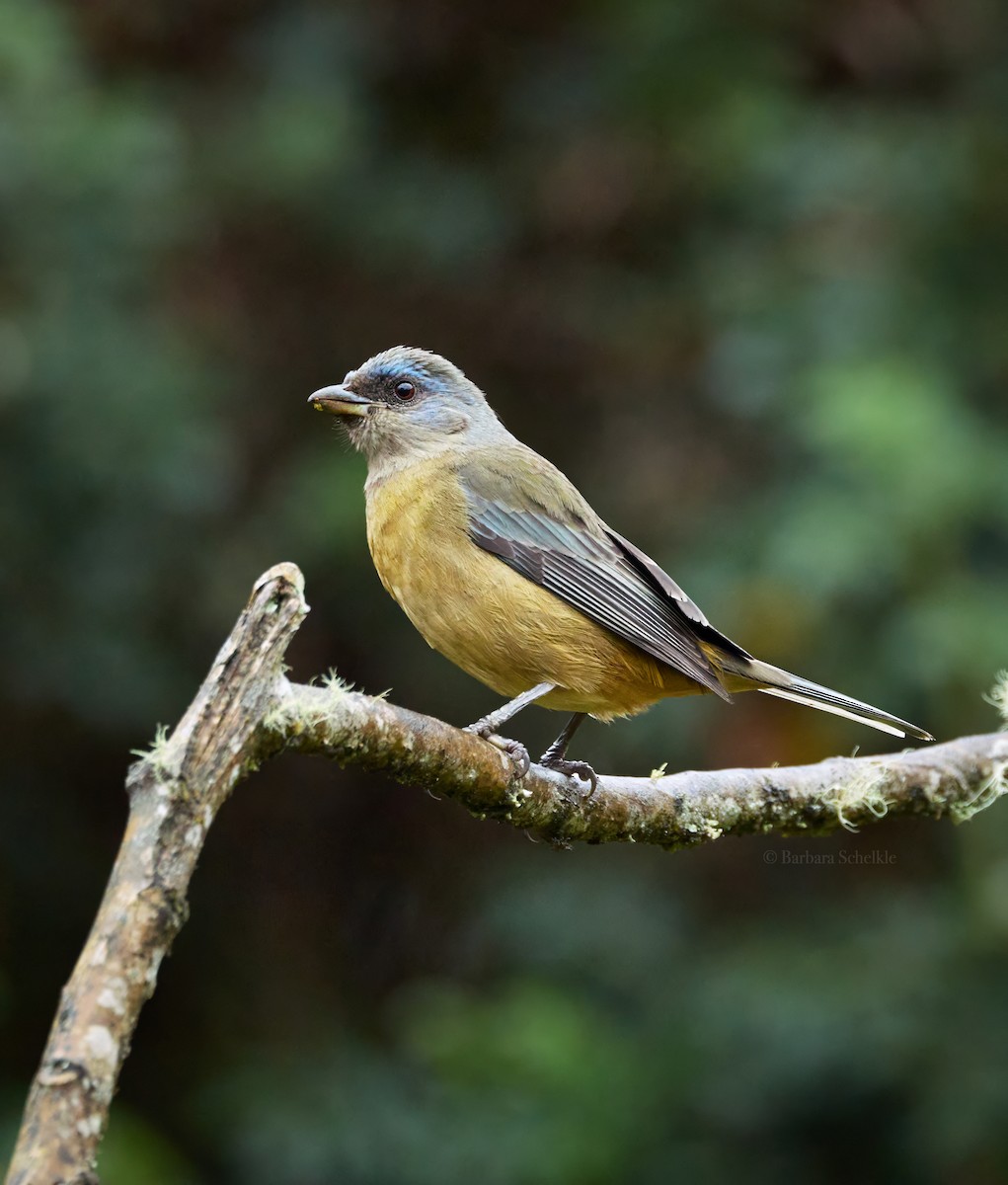 Blue-and-yellow Tanager - ML646362643