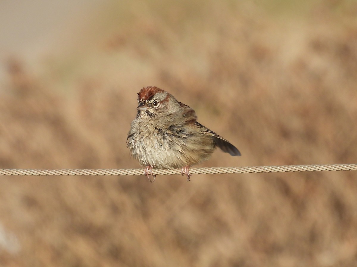 Rufous-crowned Sparrow - ML646362645