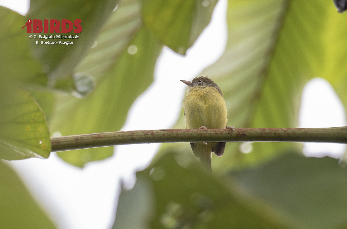 Scrub Greenlet - ML646362646