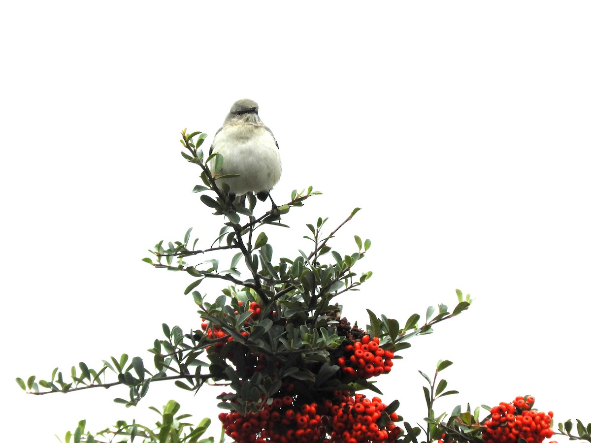 Northern Mockingbird - ML646362647