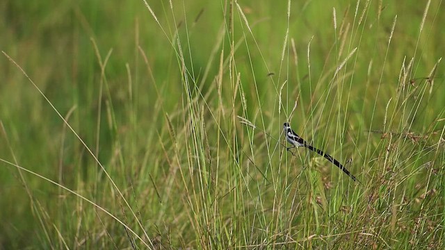 Pin-tailed Whydah - ML646362648