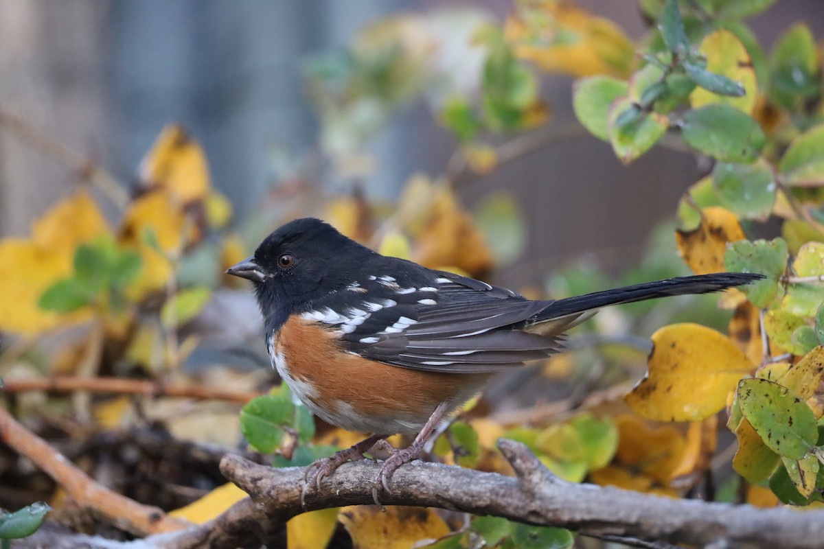 Spotted Towhee - ML646362649