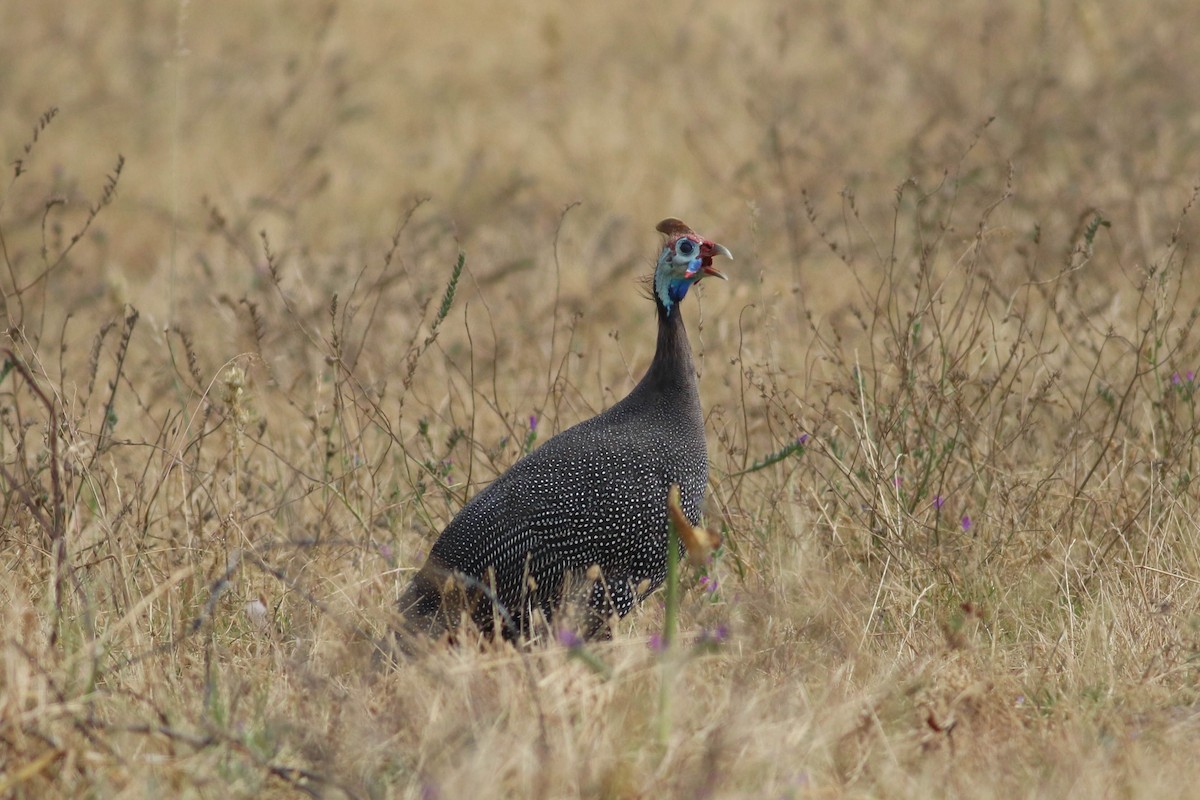 Helmeted Guineafowl - ML646362651