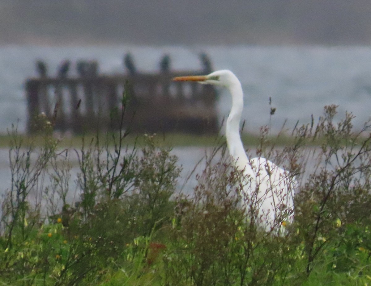 Great Egret - ML646362652