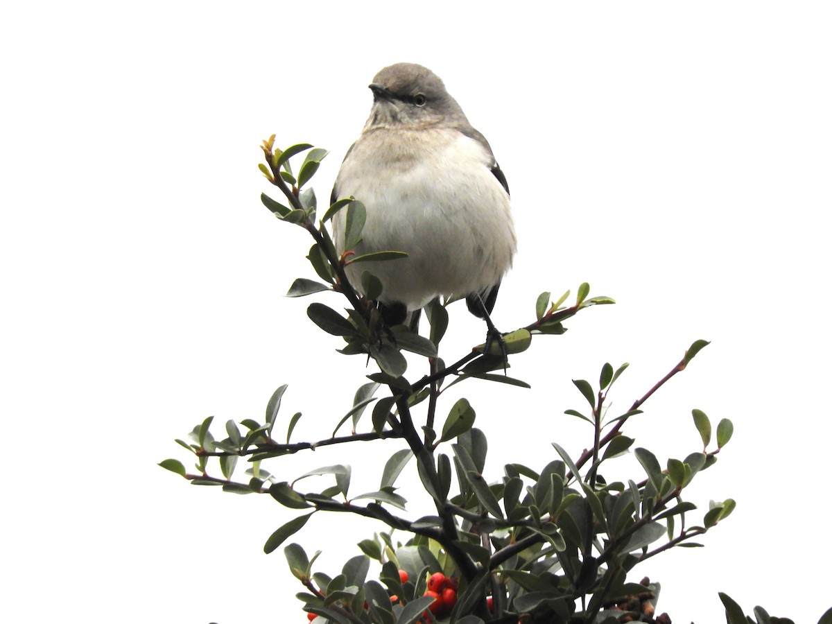 Northern Mockingbird - ML646362654