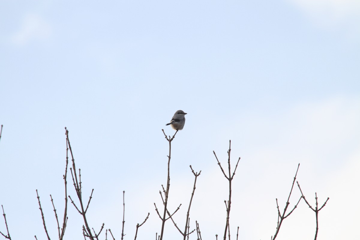 Northern Shrike - ML646362655