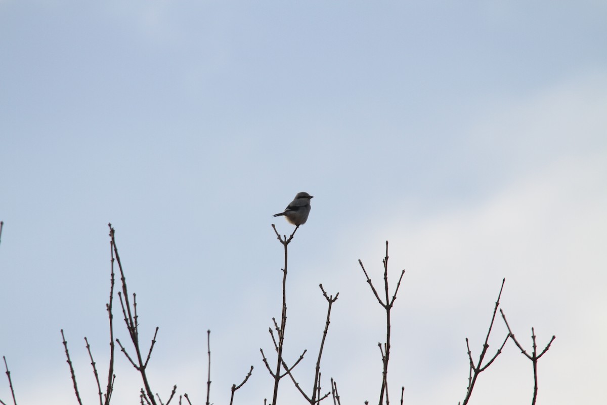 Northern Shrike - ML646362656