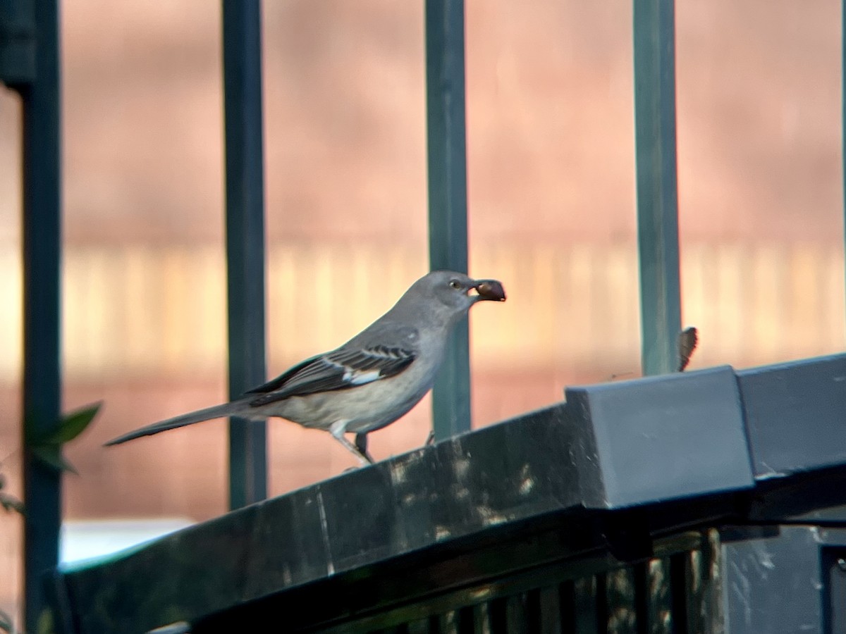 Northern Mockingbird - ML646362657