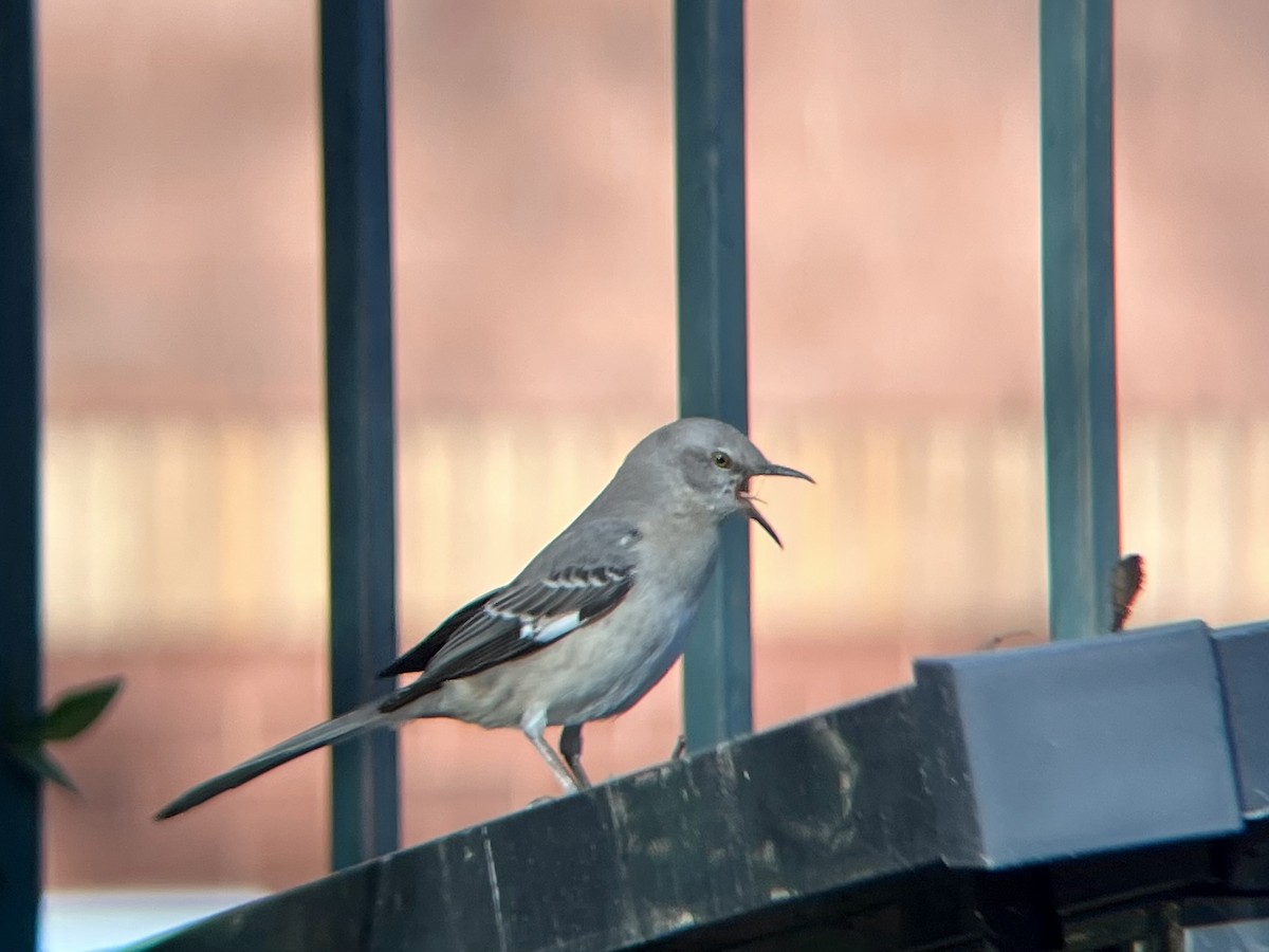Northern Mockingbird - ML646362658