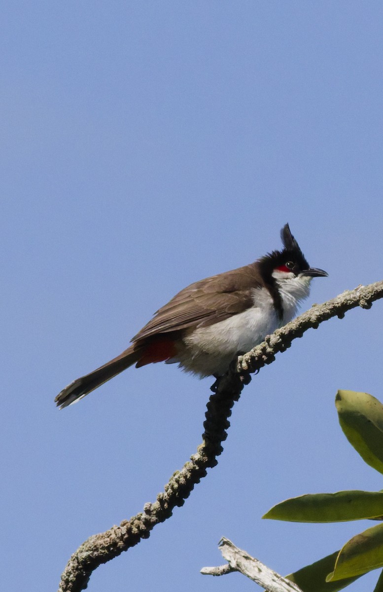 Red-whiskered Bulbul - ML646362659