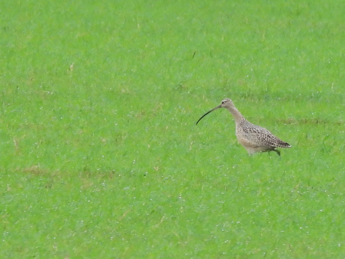 Long-billed Curlew - ML646362660