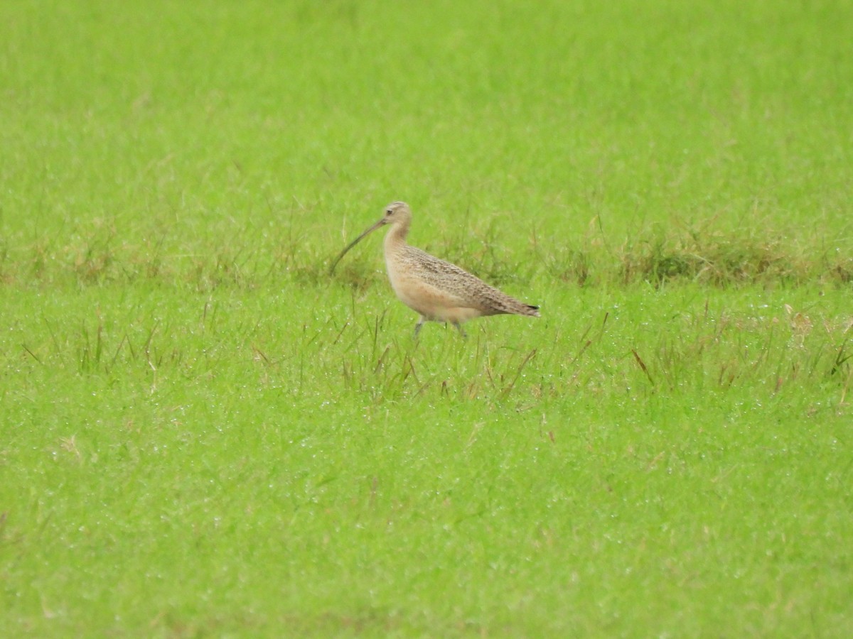 Long-billed Curlew - ML646362661