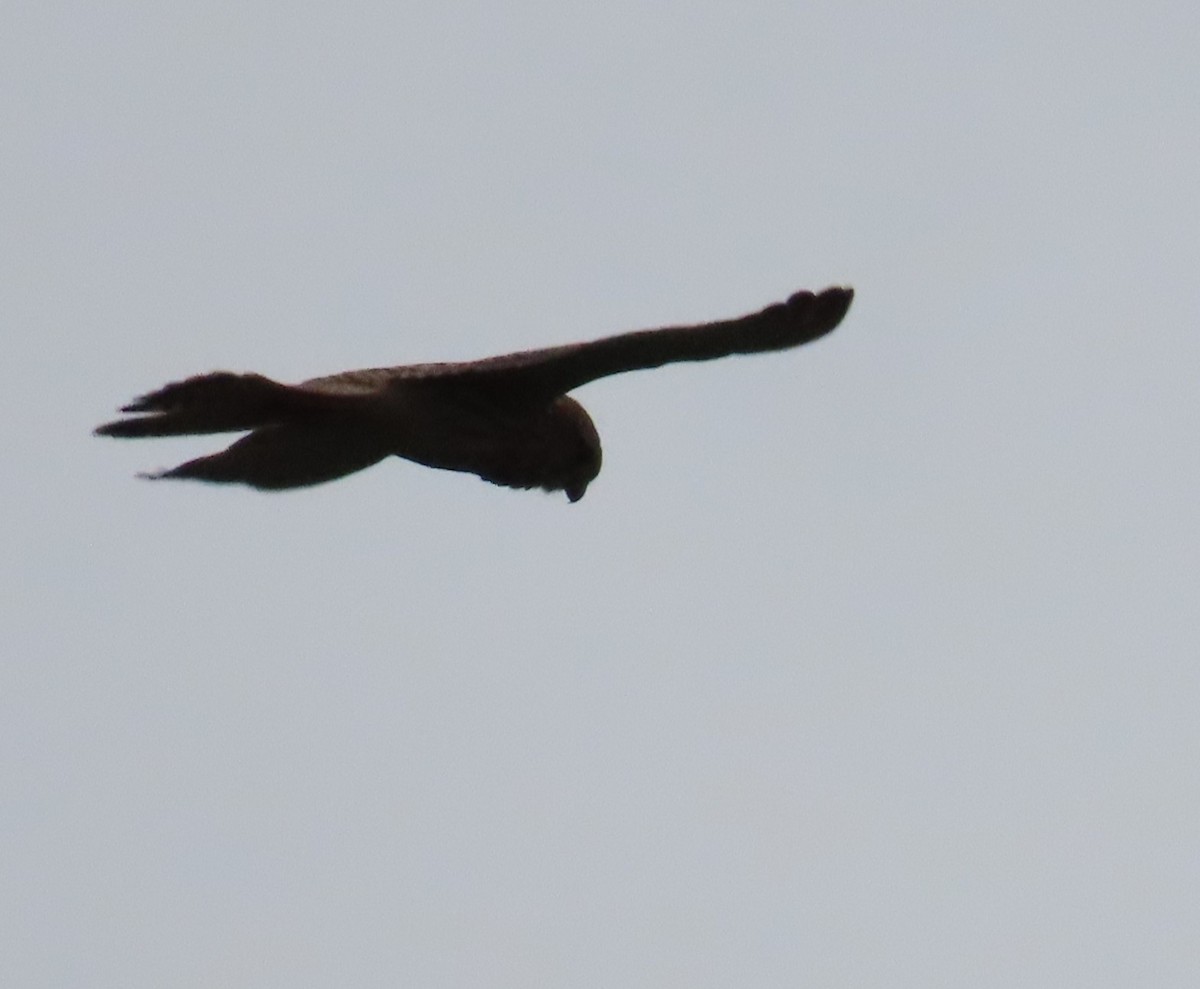 Eurasian Kestrel - ML646362662