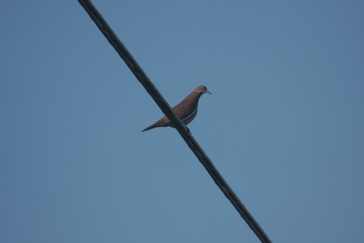 Ak Kanatlı Kumru - ML646362663