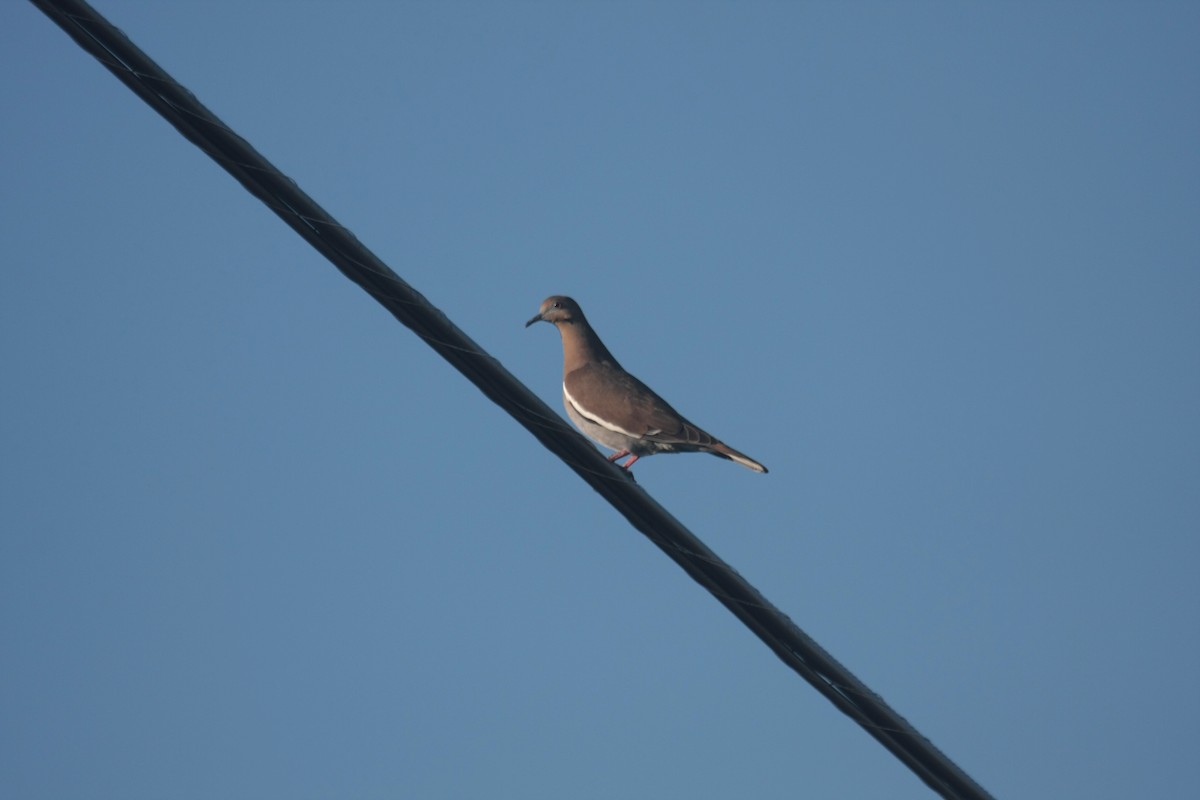 Ak Kanatlı Kumru - ML646362664