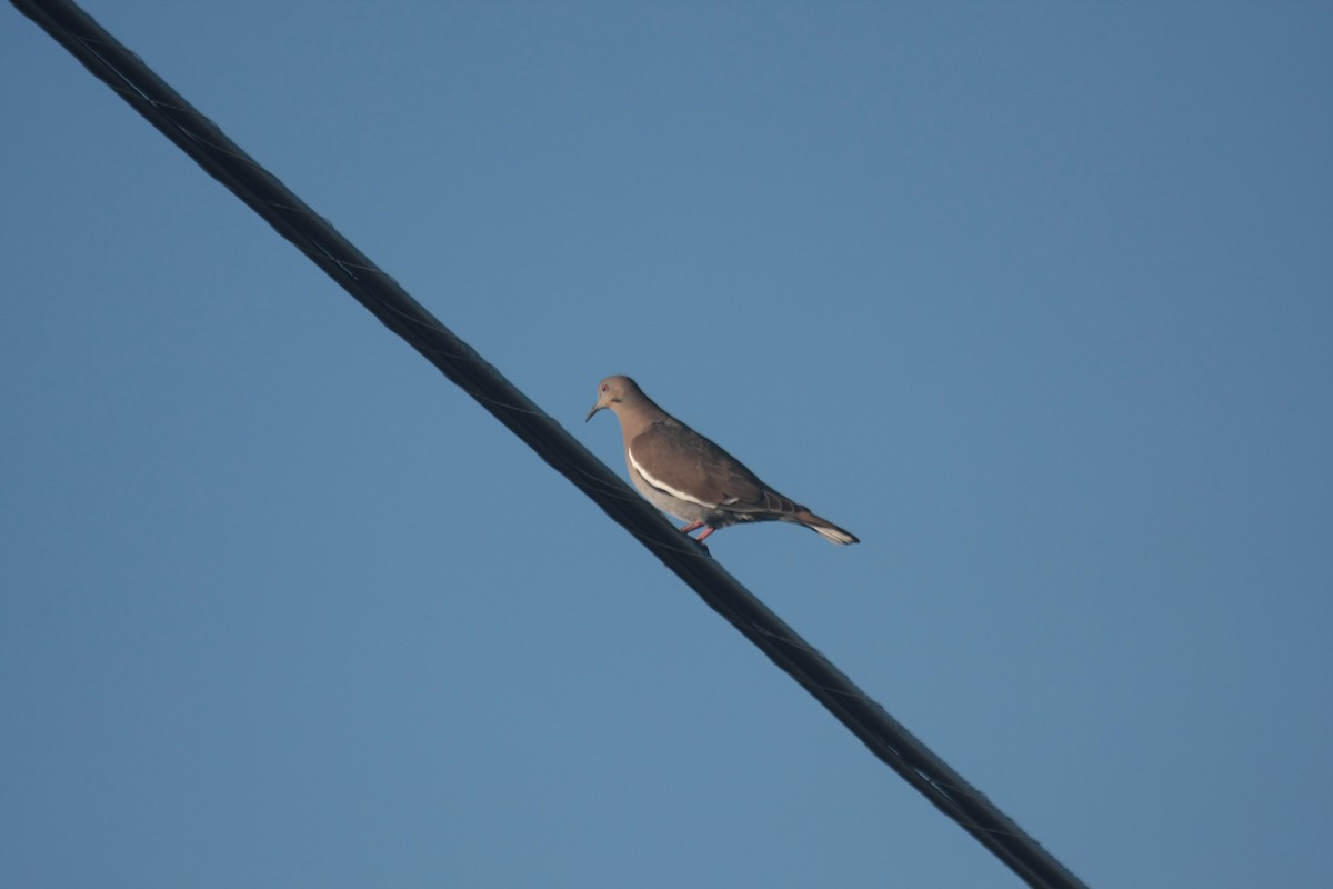 Ak Kanatlı Kumru - ML646362665