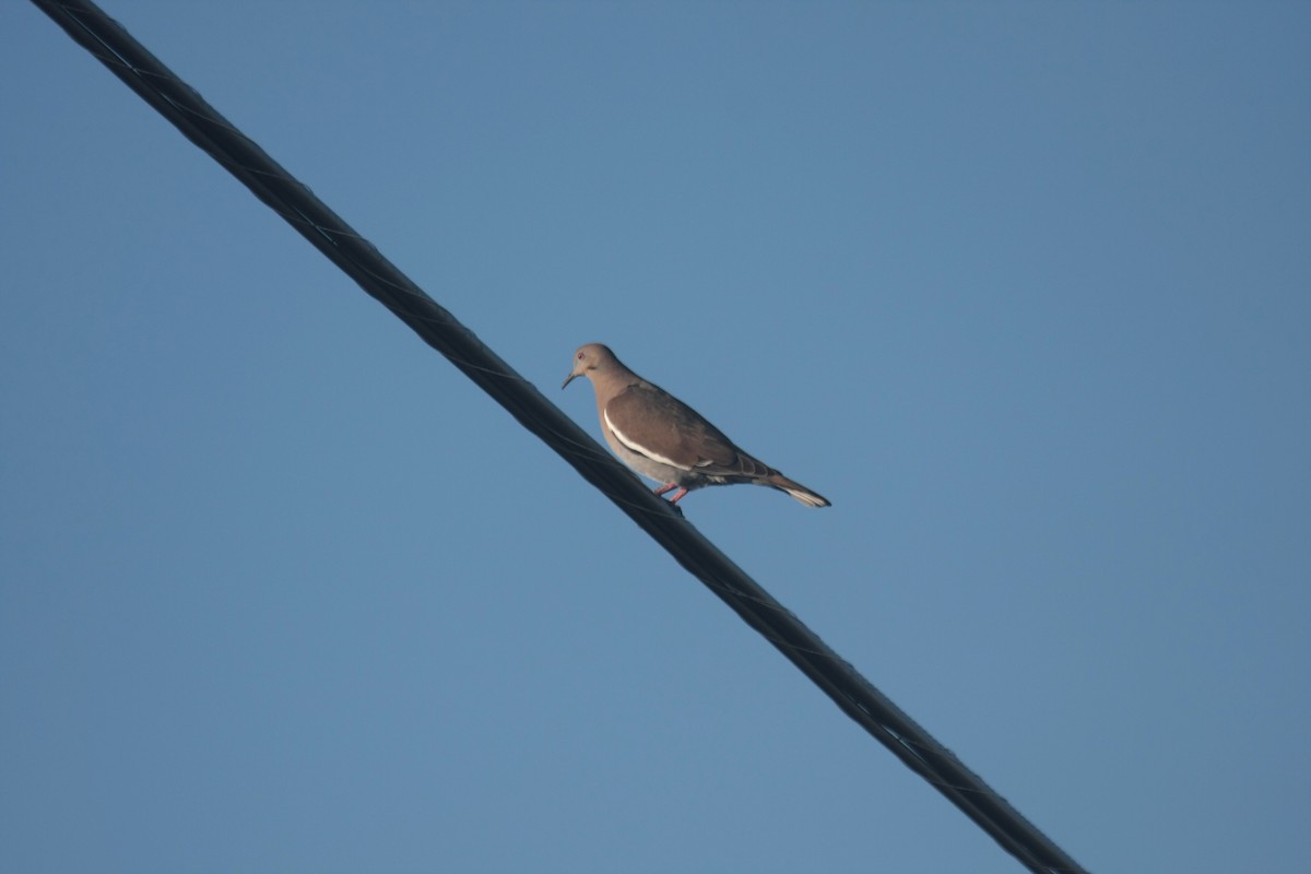 Ak Kanatlı Kumru - ML646362666