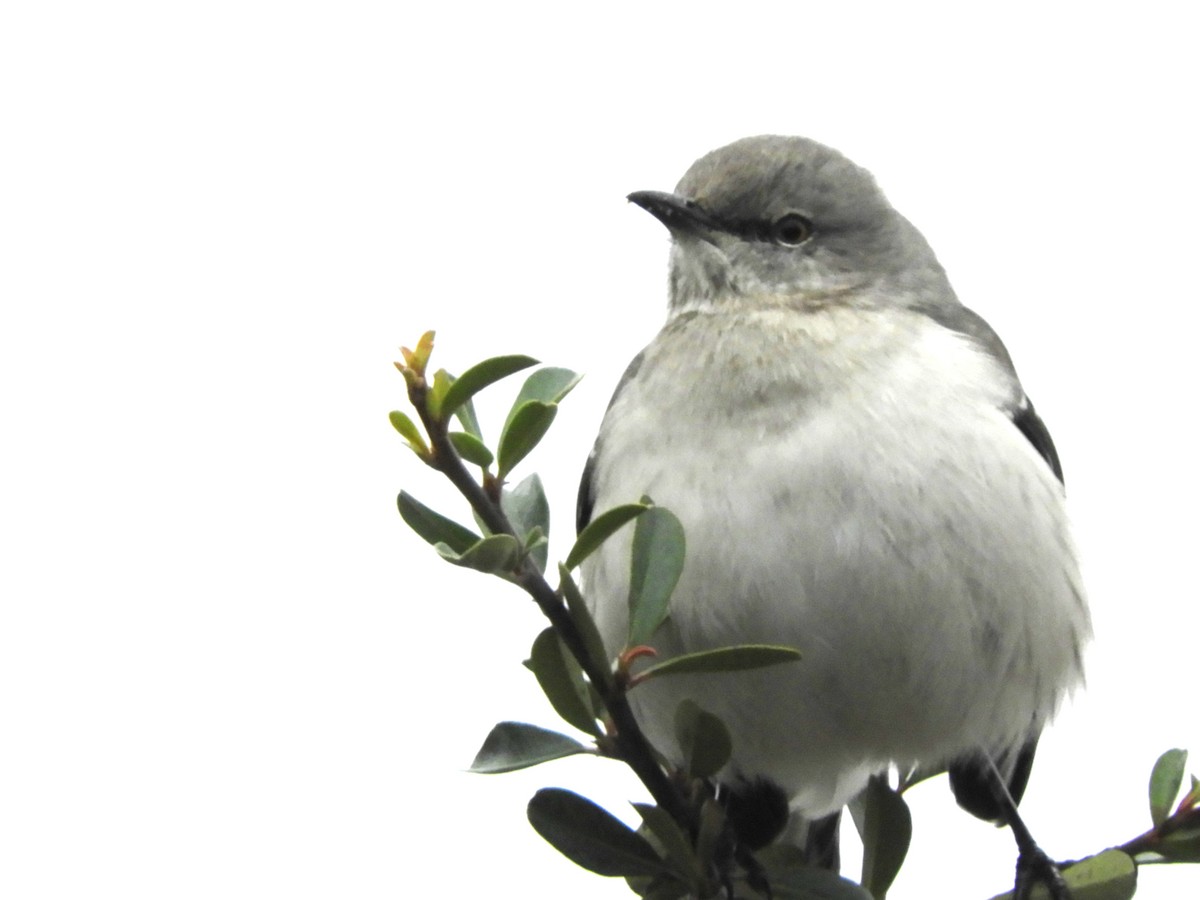 Northern Mockingbird - ML646362668