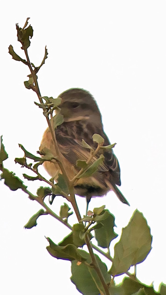 European Stonechat - ML646362669