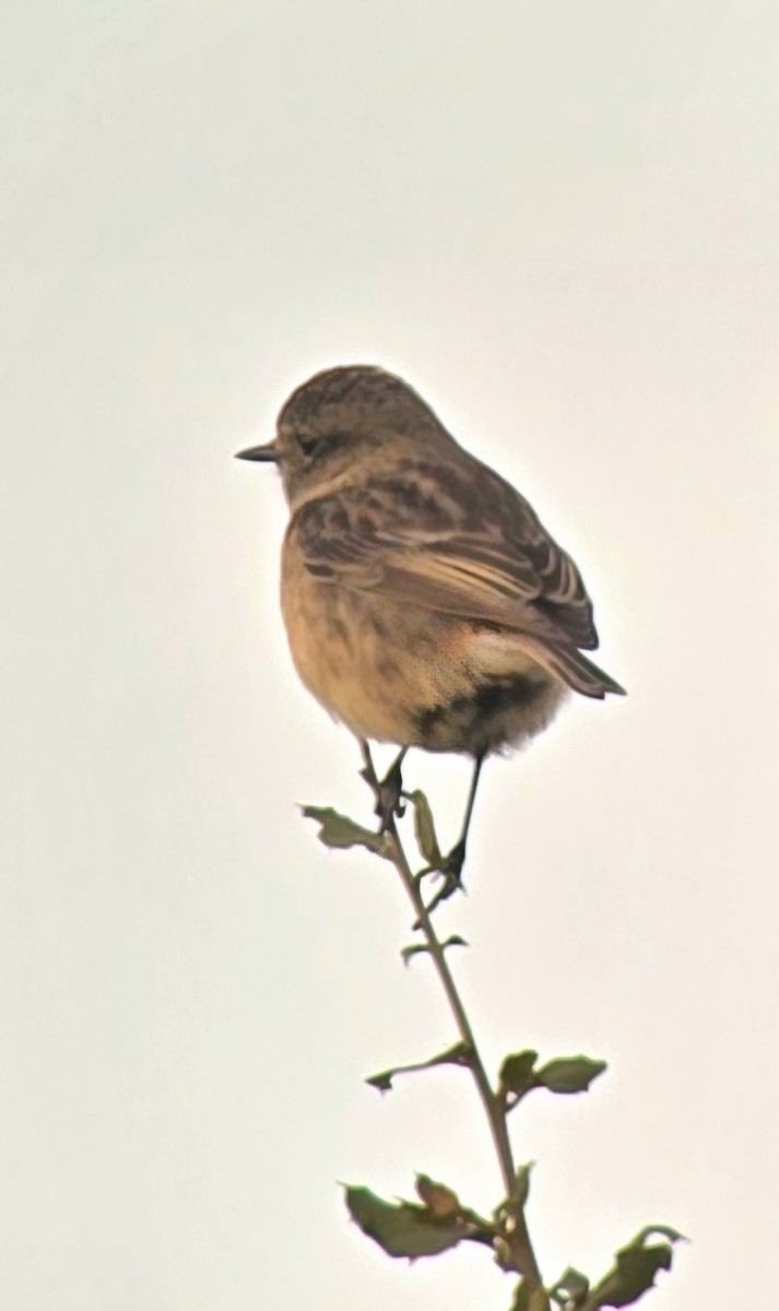 European Stonechat - ML646362670
