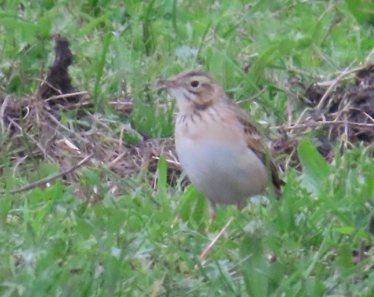 Richard's Pipit - ML646362679
