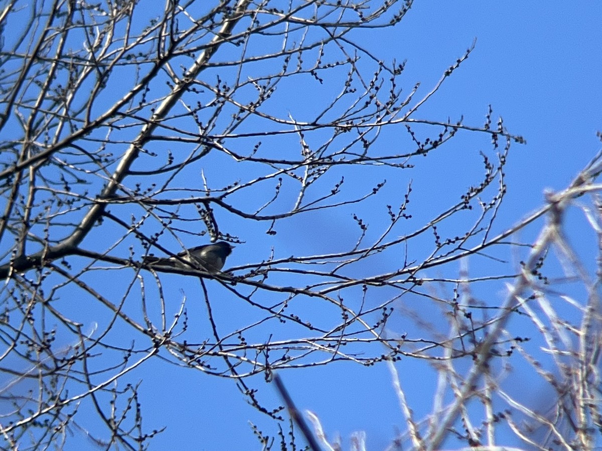 Dark-eyed Junco - ML646362681