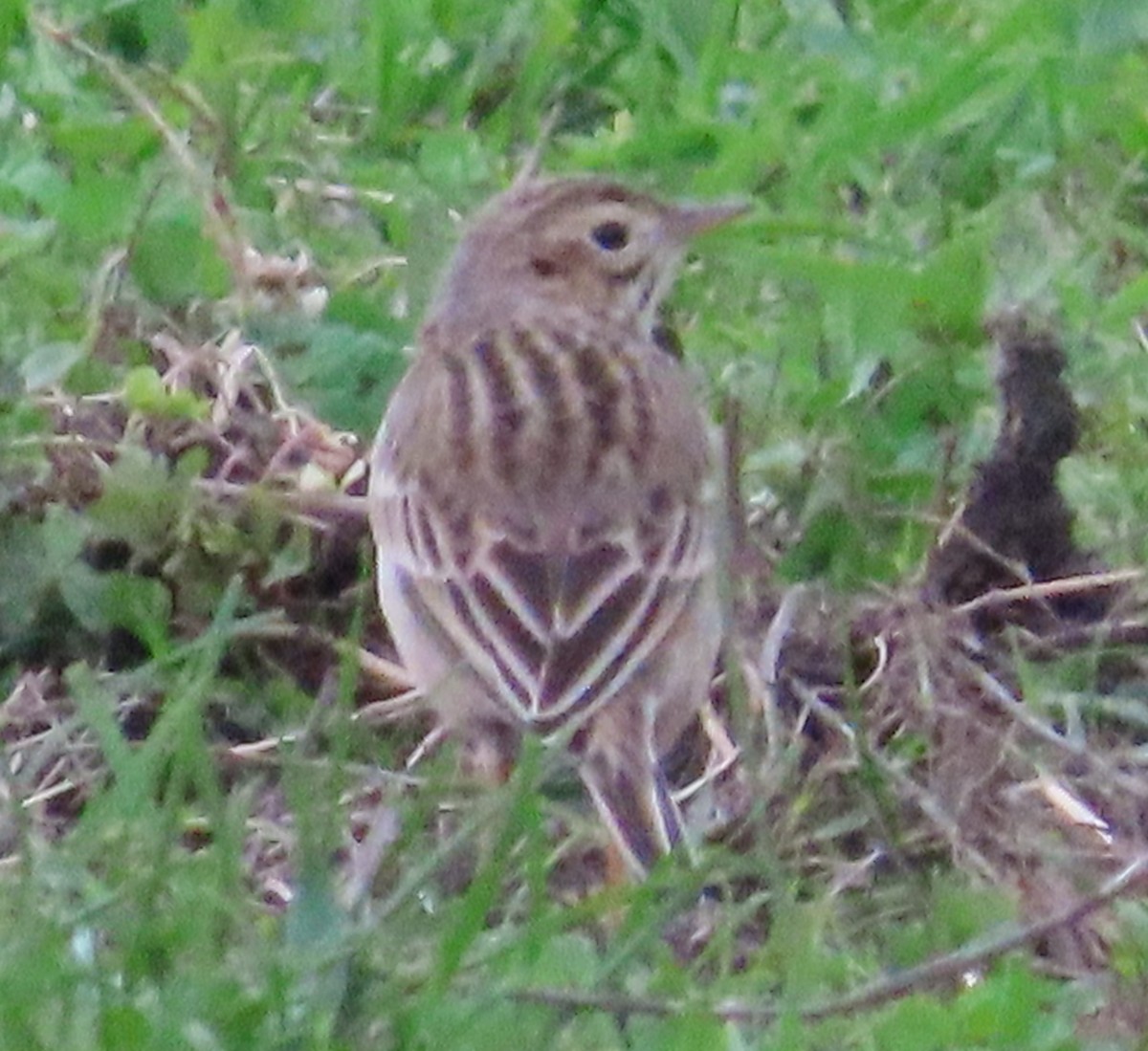 Richard's Pipit - ML646362683