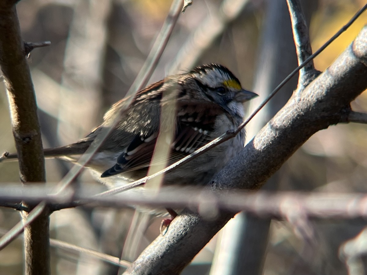 White-throated Sparrow - ML646362685