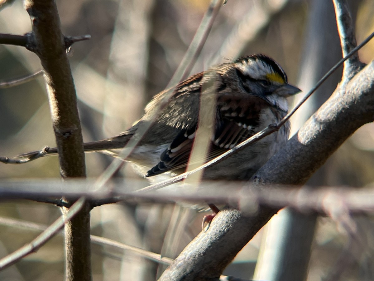 White-throated Sparrow - ML646362686
