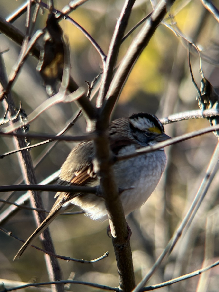 White-throated Sparrow - ML646362687