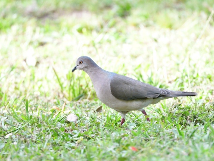 White-tipped Dove - ML646362690