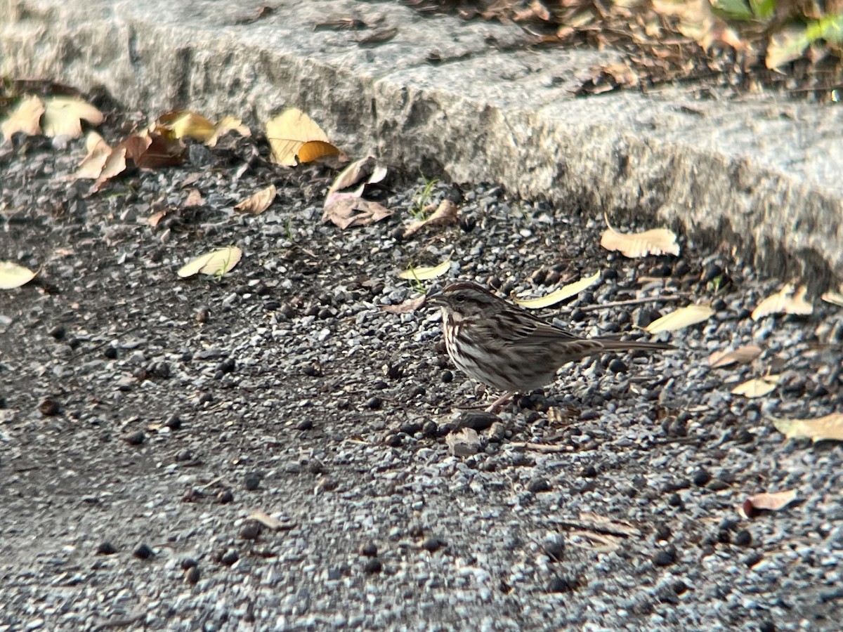 Song Sparrow - ML646362692