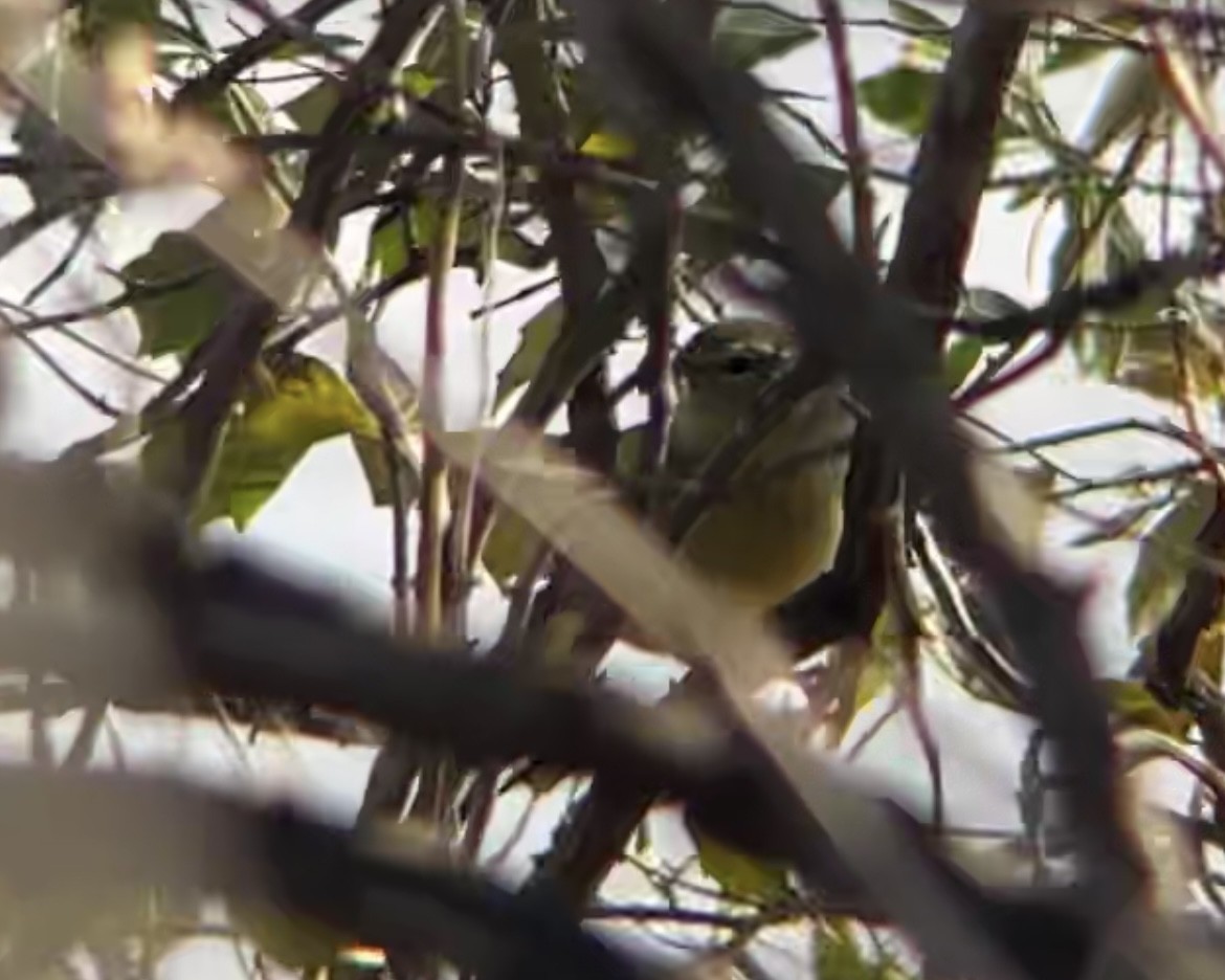 Orange-crowned Warbler (Gray-headed) - ML646362703