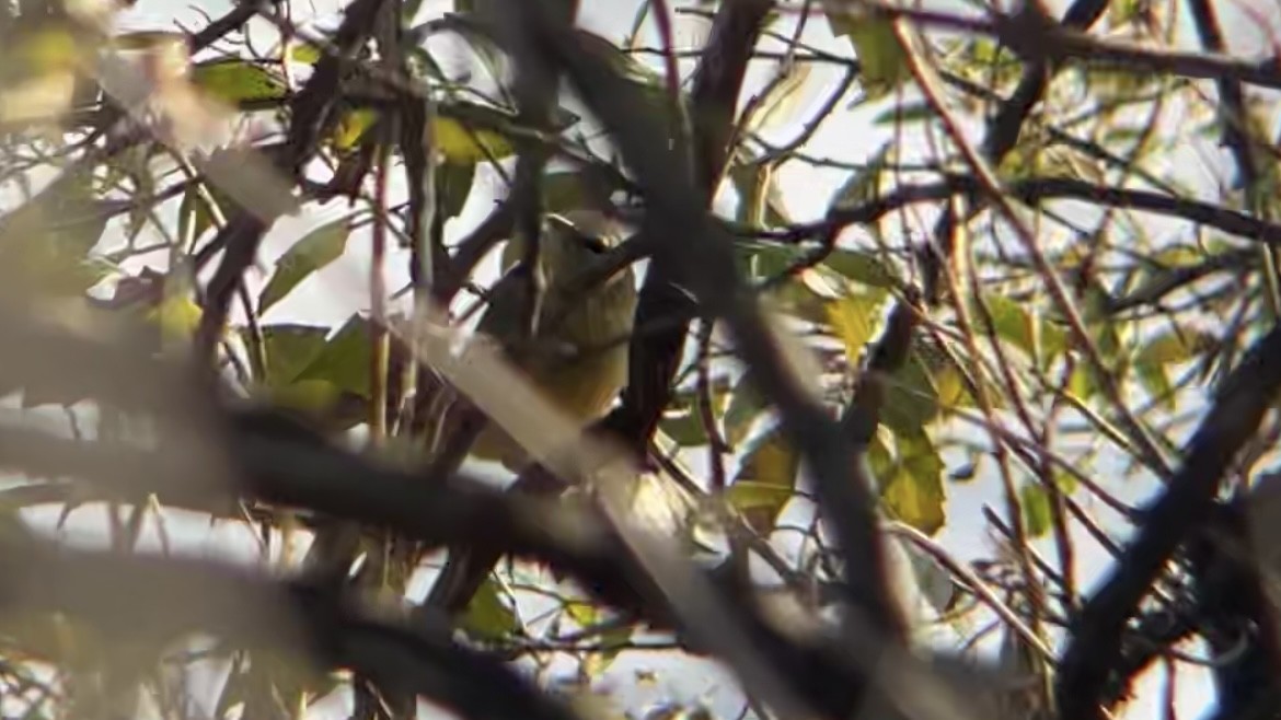 Orange-crowned Warbler (Gray-headed) - ML646362704