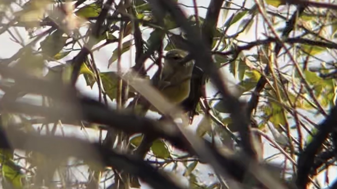 Orange-crowned Warbler (Gray-headed) - ML646362705