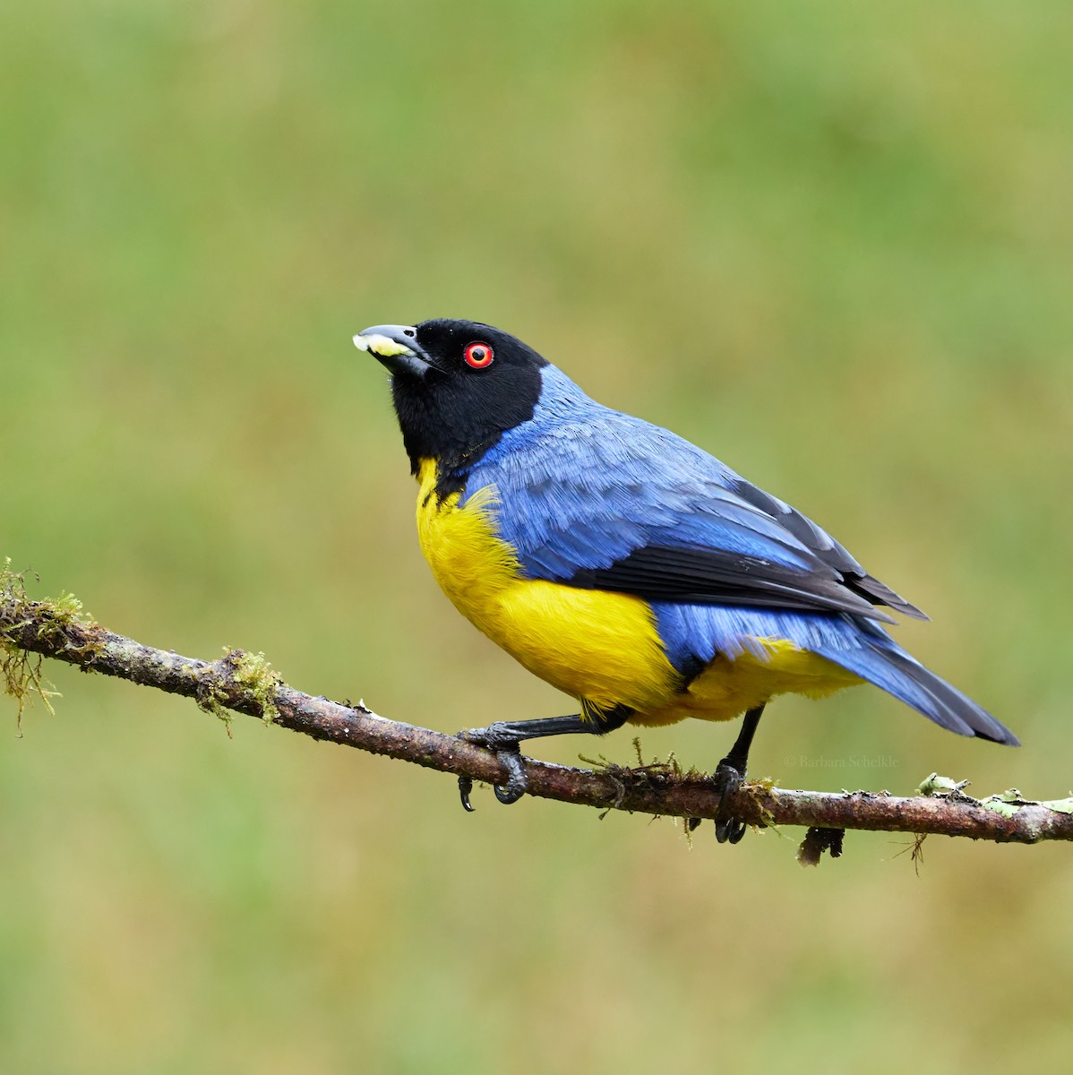 Hooded Mountain Tanager - ML646362706