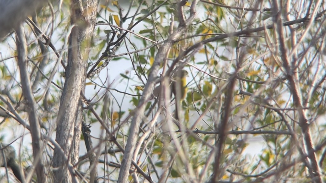 Nashville Warbler - ML646362707