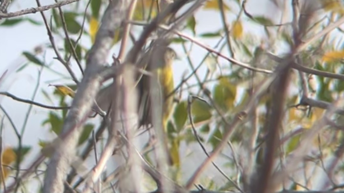 Nashville Warbler - ML646362708