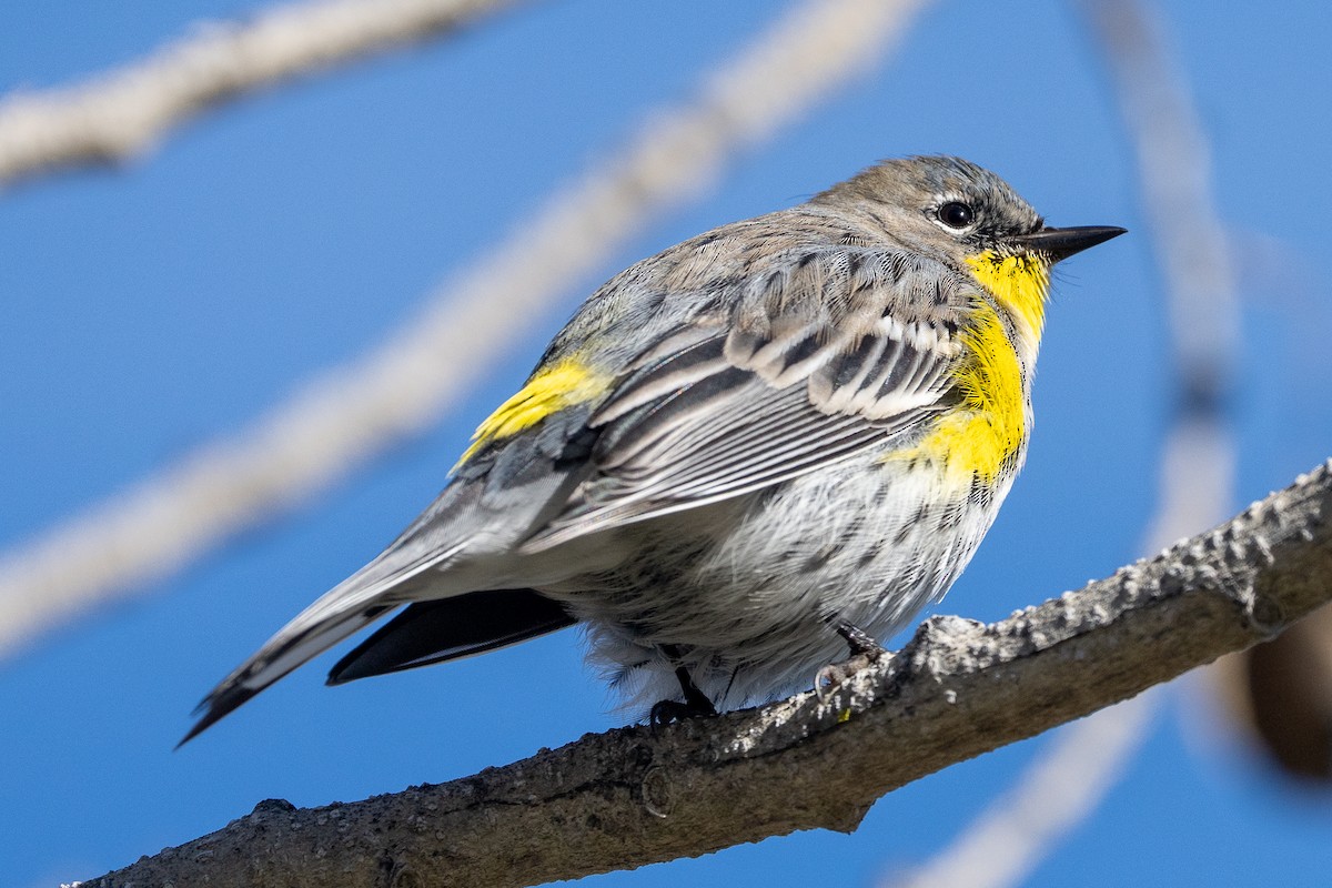 Yellow-rumped Warbler - ML646362710