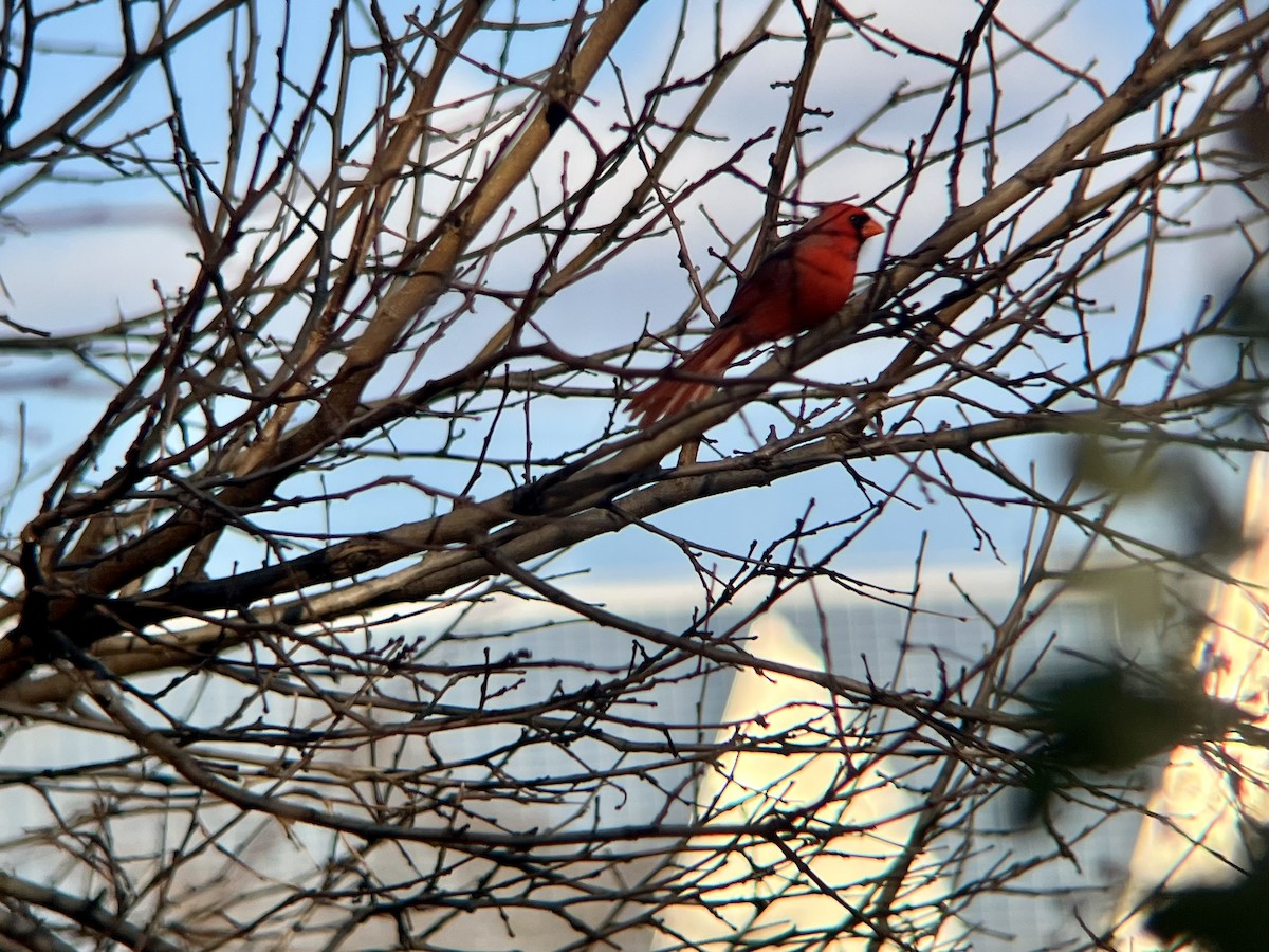 Northern Cardinal - ML646362715