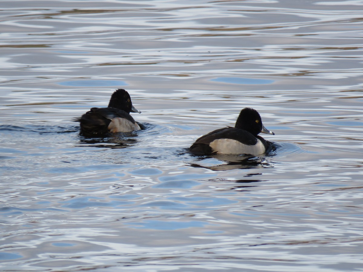 Ring-necked Duck - ML646362722