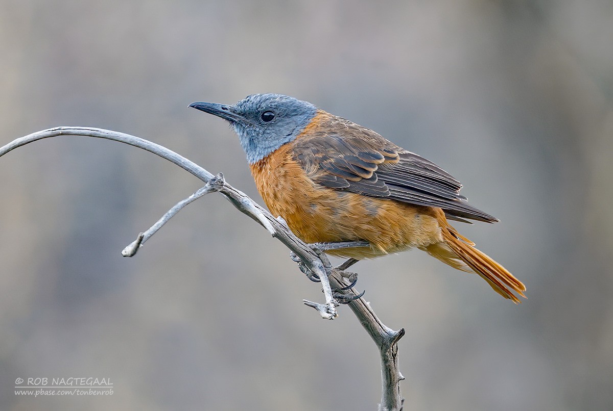 Cape Rock-Thrush - ML646362724