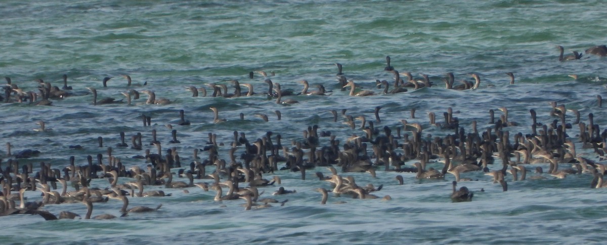 Socotra Cormorant - ML646362726